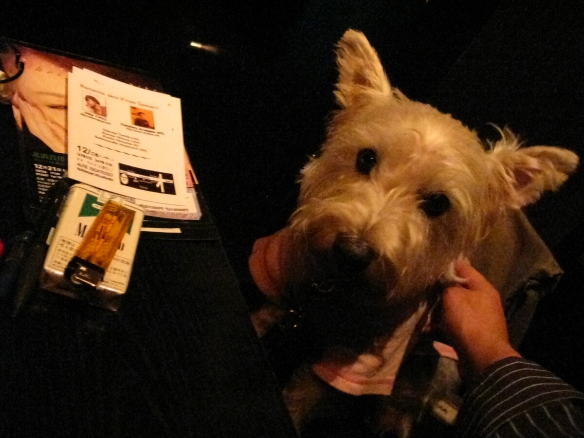 Figure 9: Thelonious pup